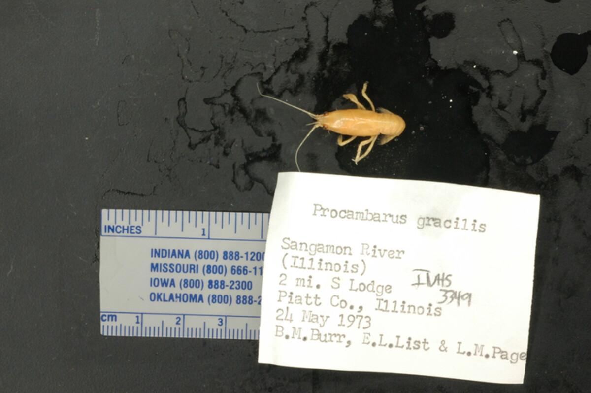 Procambarus gracilis image